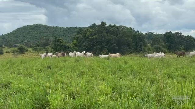 Imagem Fazenda de oportunidade , espetacular tbm