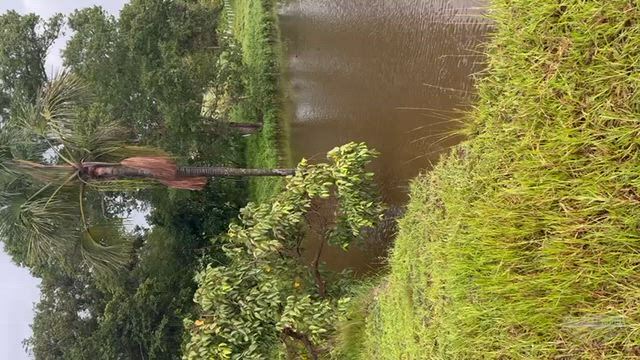 Imagem Fazenda para Pecuária em Vila Propício - GO
