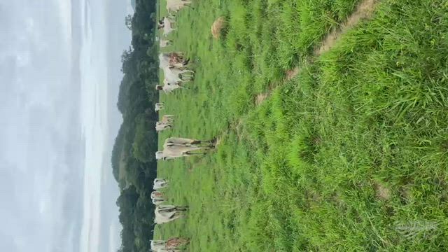 Imagem Fazenda para Pecuária em Vila Propício - GO