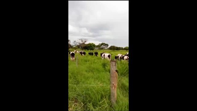 Imagem Fazenda para Pecuária Leiteira em Unaí - MG