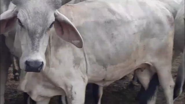 Imagem Fêmeas Guzerá Registradas