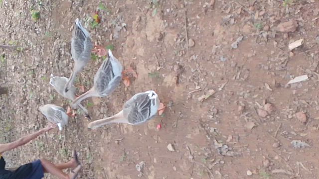 Imagem Gansos Africanos - Casal