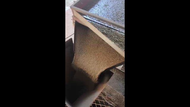 Imagem Milheto ADR 9060 Primeira geração - Duplamente selecionado