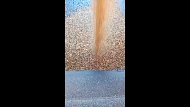 Imagem Milho Padrão à Venda – 1.500 Sacas Disponíveis