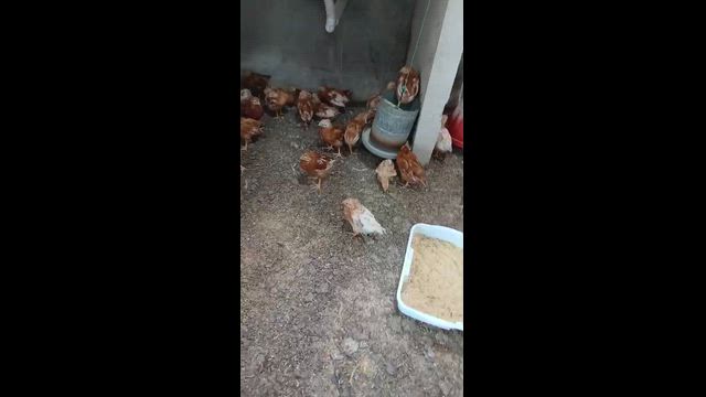 Imagem Poedeiras Novogen brown