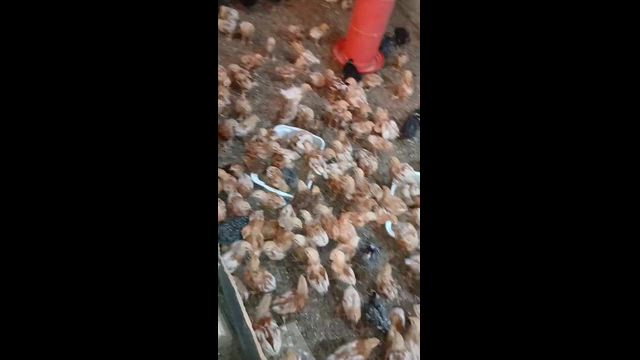 Imagem Poedeiras Novogen brown