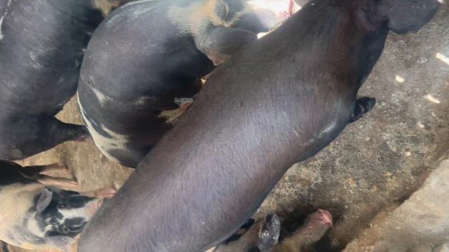 Imagem Porcos Pietran duroc e piau