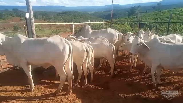 Imagem 10 Vacas Nelore x Tabapuã Muito Bem Estruturadas – Lote Uniforme e Produtivo