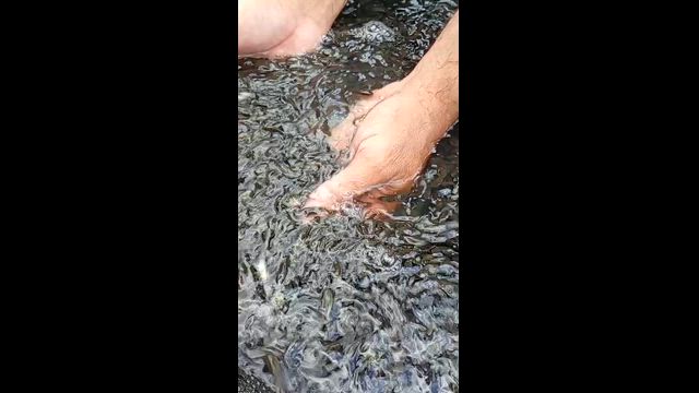 Imagem Alevinos de tilápia gift