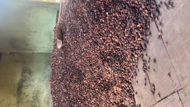 Imagem AMÊNDOA DE CUPUAÇU