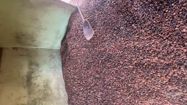 Imagem AMÊNDOA DE CUPUAÇU