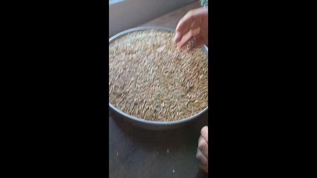 Imagem AVEIA BRANCA DE ALTA QUALIDADE PARA NUTRIÇÃO ANIMAL