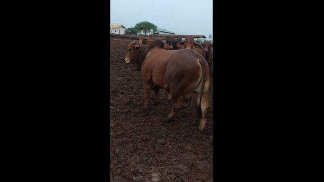 Imagem Bezerro Sindi PO