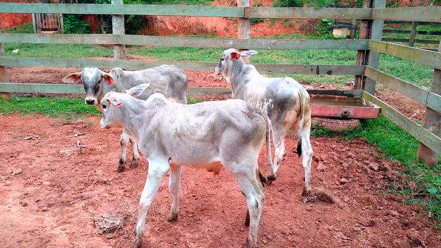 Imagem Bezerros Nelore