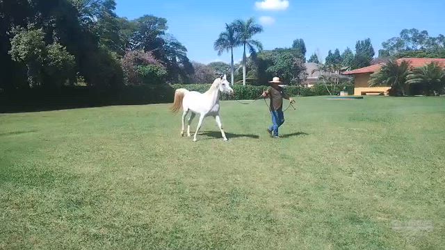 Imagem Cavalo árabe