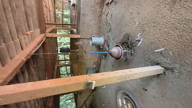 Imagem Faisão em São Jose do Rio Preto SP