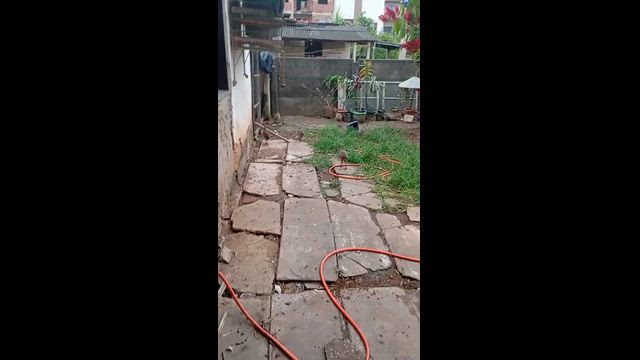 Imagem Faisões Coleira e Prateado Jovens – Alta Qualidade com Frete Grátis até Belo Horizonte