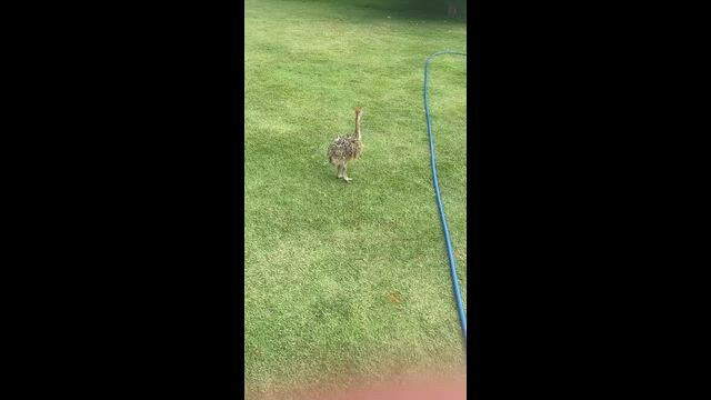 Imagem Filhote avestruz