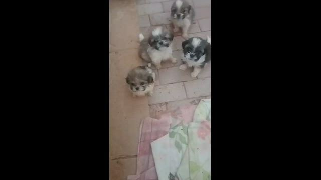 Imagem Filhotes de Shih Tzu Machinhos