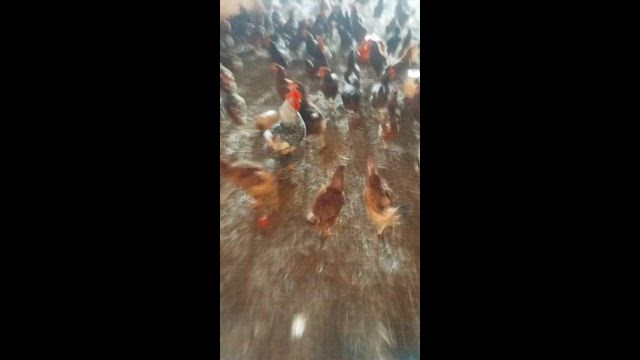 Imagem Galinha Embrapa 051