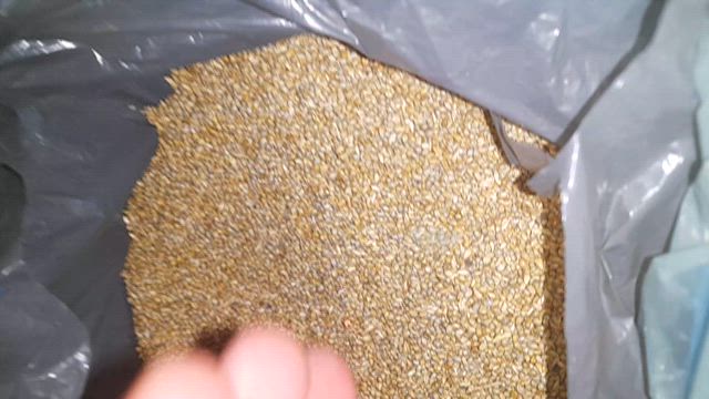 Imagem Milheto a venda