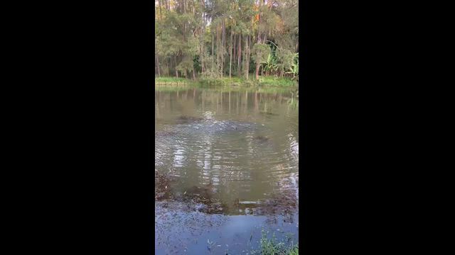 Imagem PEIXE PATINGA VIVO - 1,5 Kg cada