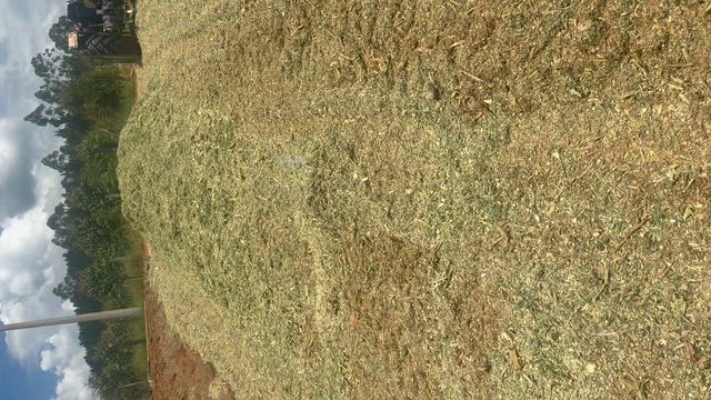 Imagem Silagem de Milho