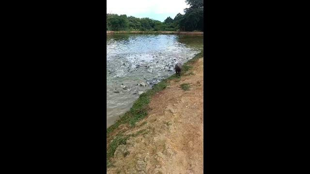 Imagem Tambaqui Vivo - 2 kg Médio