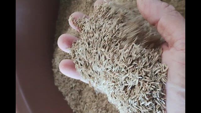 Imagem Azevém Selecionado