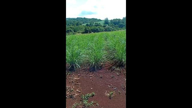 Imagem Capim limão orgânico