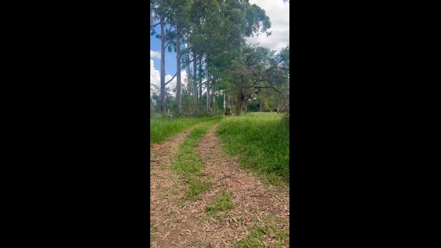 Imagem Cavalo baio marcha batida