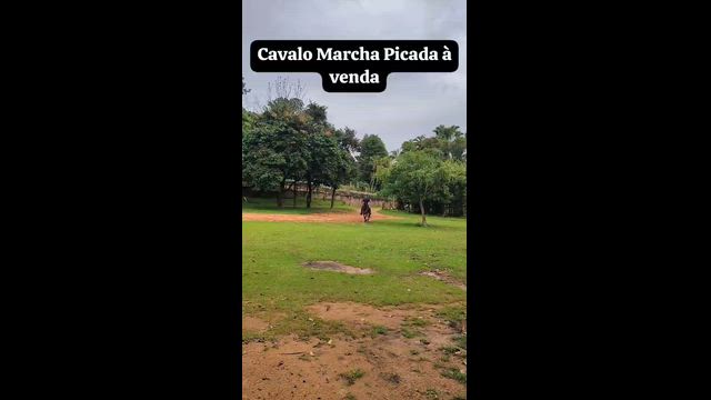 Imagem Cavalo marcha picada