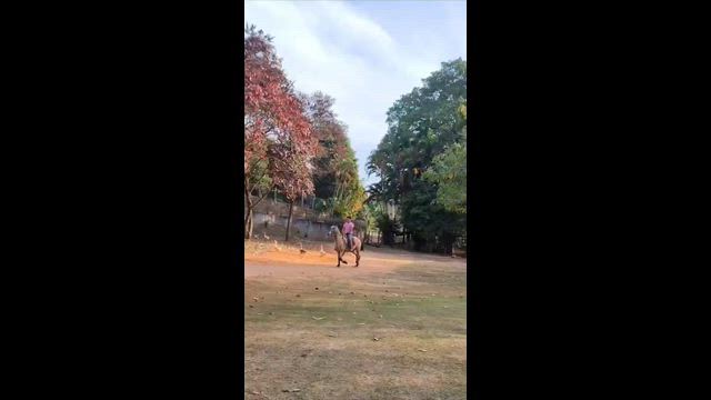 Imagem Egua 7 anos muito mansa , para qq cavaleiro
