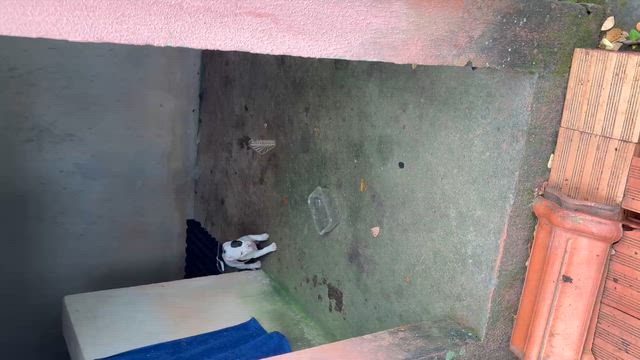 Imagem Filhotes de AMSTAFF