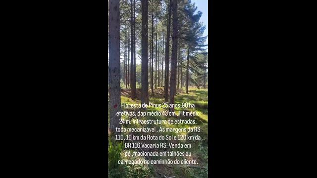 Imagem Floresta de Pinus