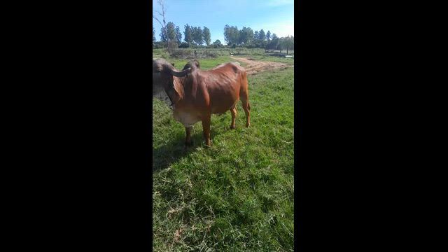 Imagem Gir leiteiro registrado