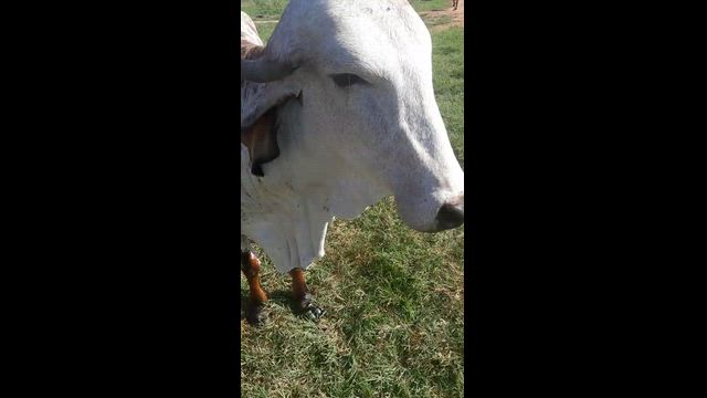 Imagem Gir leiteiro registrado