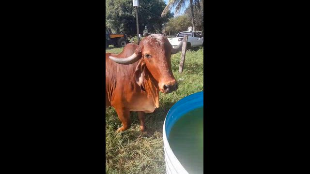 Imagem Gir leiteiro registrado