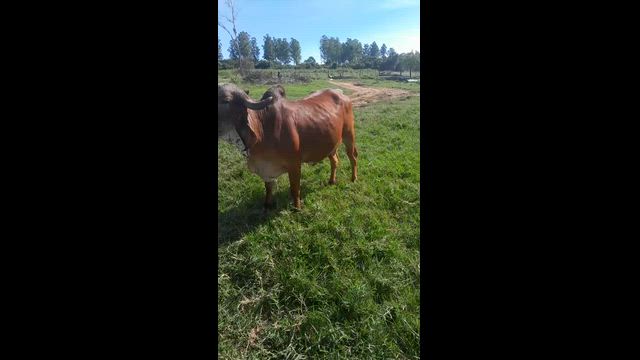 Imagem Gir leiteiro registrado