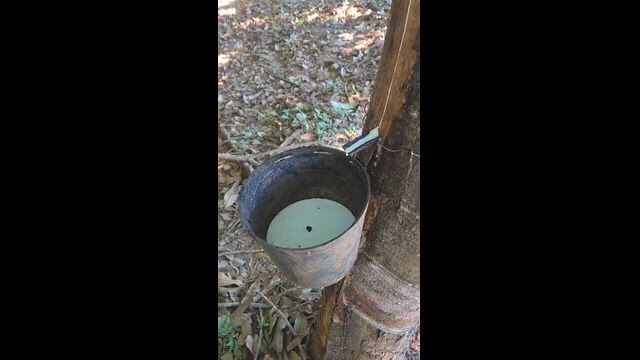 Imagem LATEX-BIOFORTE