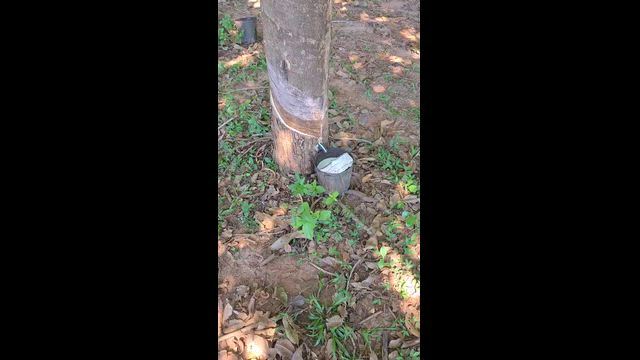 Imagem LATEX-BIOFORTE