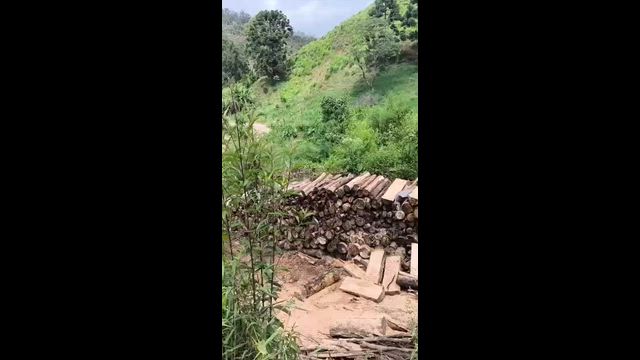 Imagem LENHA DE EUCALIPTO