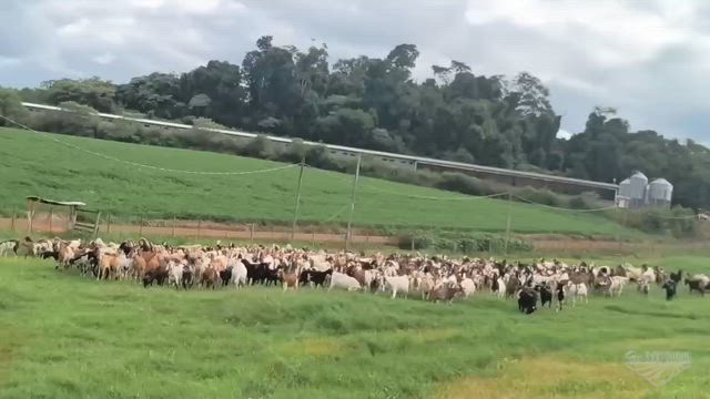 Imagem Lote De Cabras a Venda