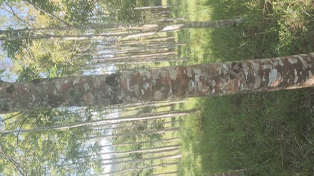 Imagem Mogno africano e cedro australiano e indiano