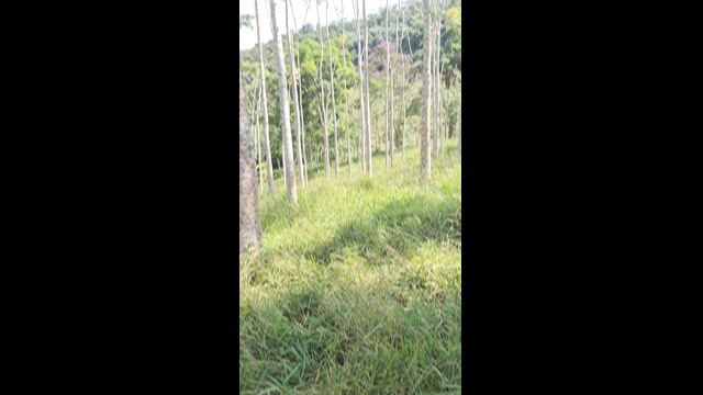 Imagem Mogno africano e cedro australiano e indiano