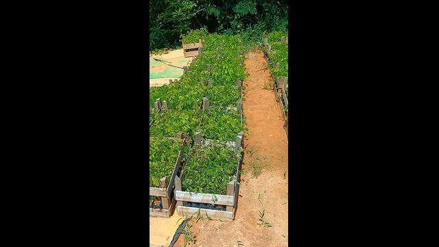 Imagem Mudas de Sansão do Campo no Atacado - Dona Euzébia/MG