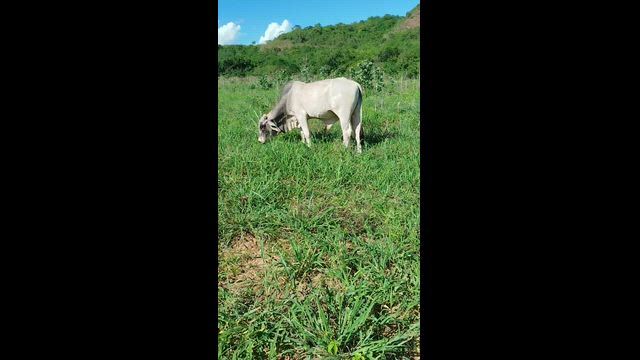 Imagem Raça nelore com mistura Bahamas