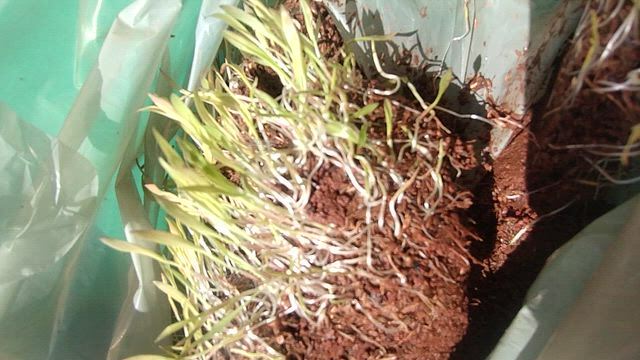 Imagem Semente de capim Mombaça