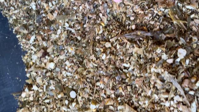 Imagem Silagem de milho de alta qualidade.