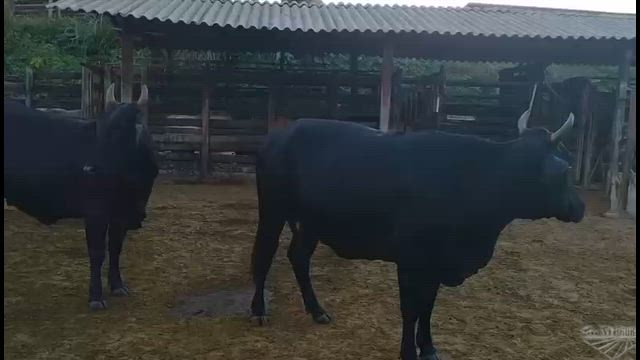 Imagem Vacas Neloradas e Cruzadas